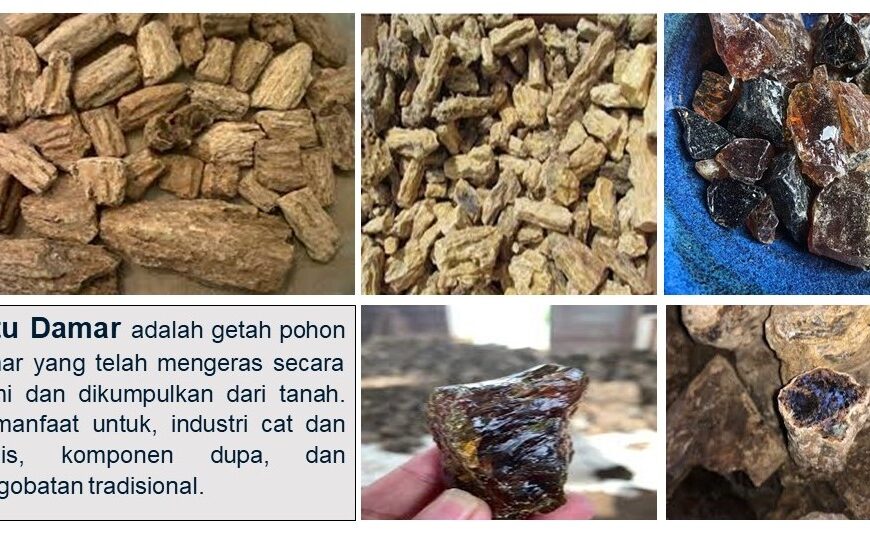 Mengenal Damar Batu