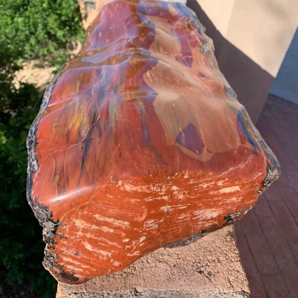 Batu Petrified Wood: Kayu Membatu Indonesia dengan Pola Alami Fosil Kayu