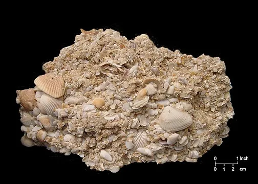 Coquina, Batuan Sedimen Pesisir yang Terbentuk dari Akumulasi Cangkang Laut